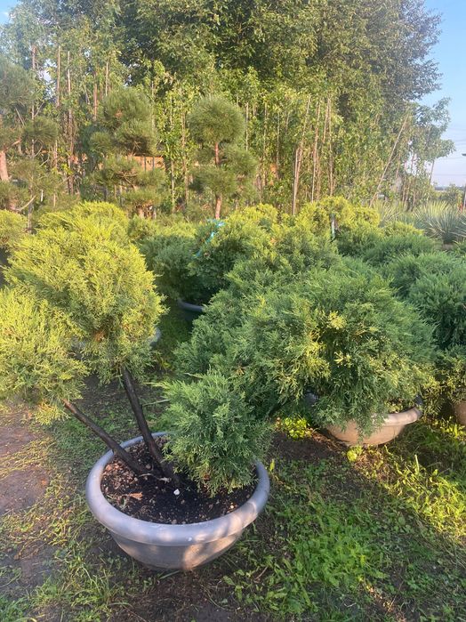 Formy Bonsai jalowiec ostrokrzew cyprysik