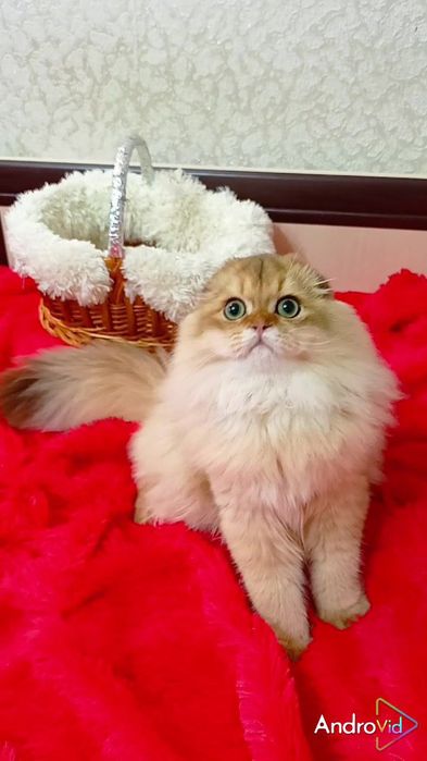 Шикарнейший вислоухий котик золотая шиншилла