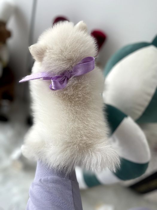 Померанські шпіци  ваш найкращий подарунок