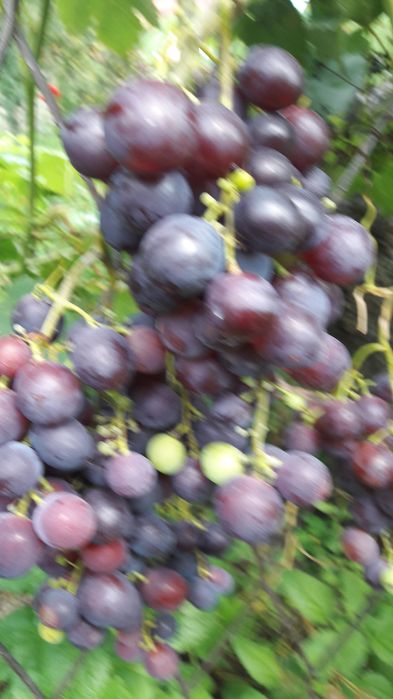 Sprzedam Sadzonki Truskawek Zwykłych i Całorocznych, Winorosli, Malin