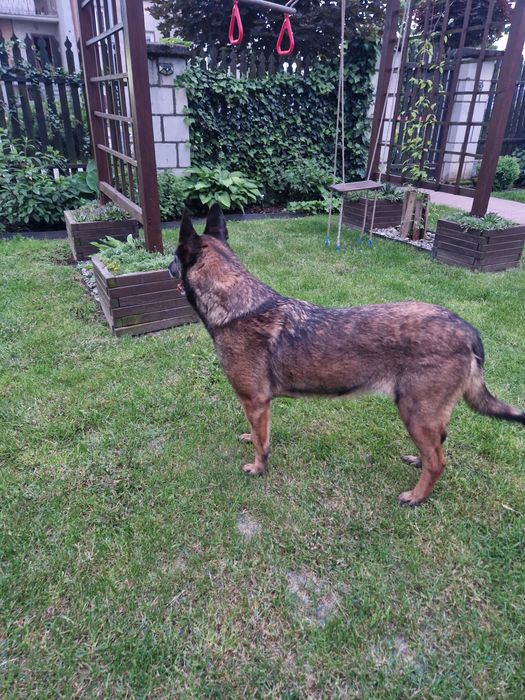 Owczarek belgijski malinois