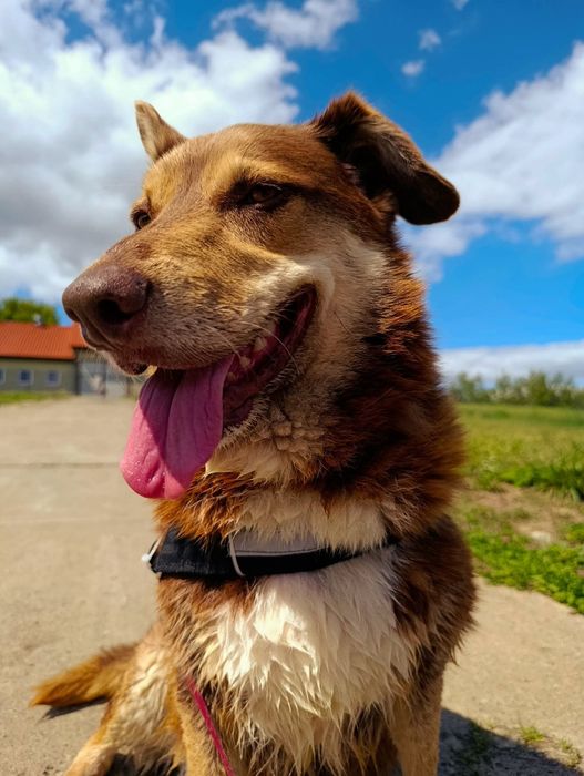 Czekoladowy Maksiu marzy o swoim domku