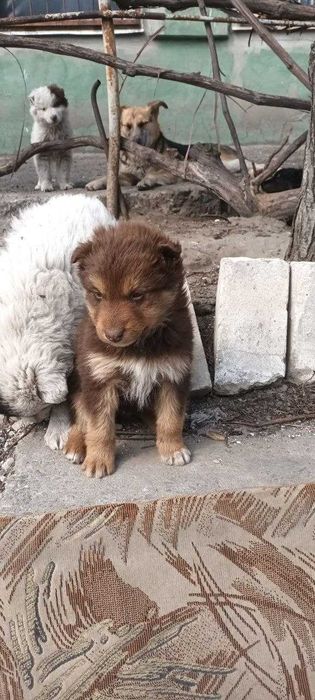 Цуценя в добрі руки