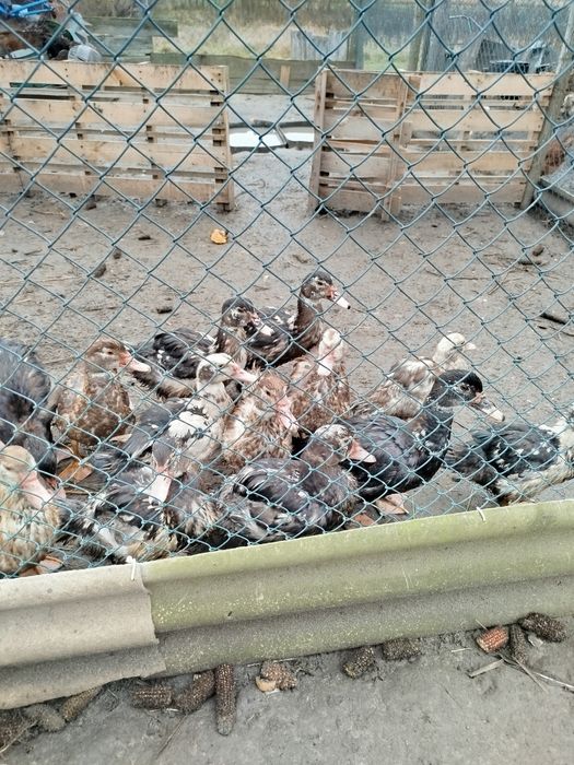 Мускусні молоді качки.