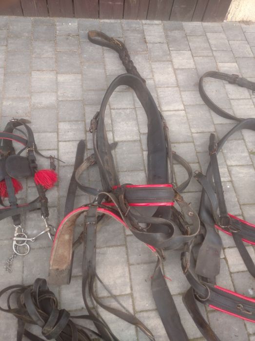 Sprzedam konia zimnokrwistego