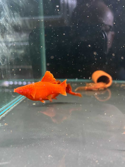Mieczyki koi wagtail , cauliflower