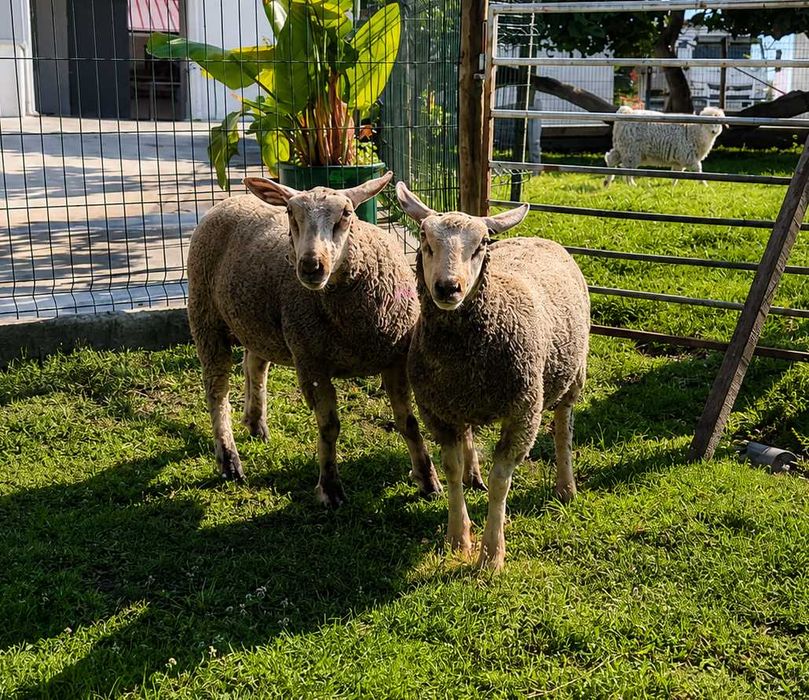 Borregas Charolesas Puras