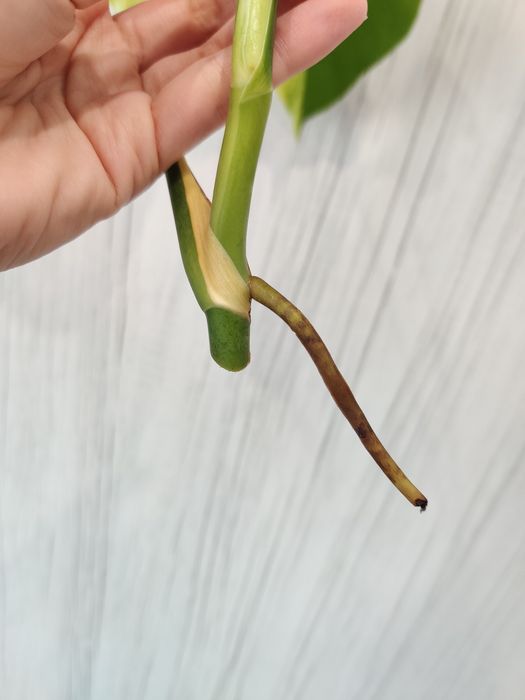 Corte fresco de monstera aurea