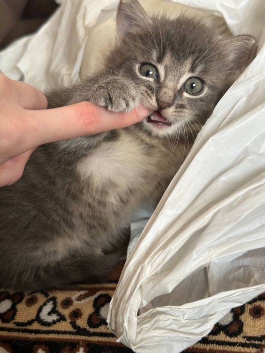 Кішечка у добрі руки