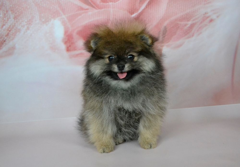 Эксклюзивная девочка померашка