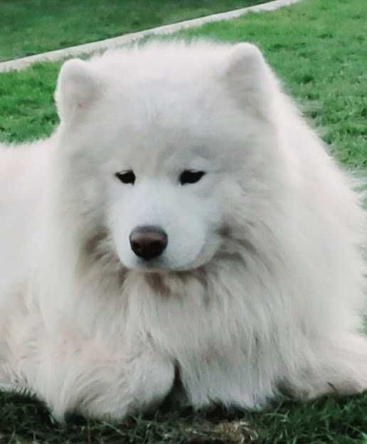 Предлагается к вязке самоед