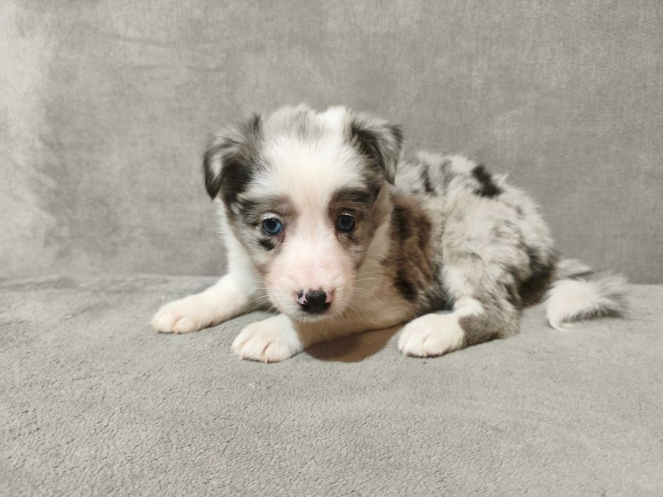 Suczka Border collie blue merle z rodowodem z domowej hodowli