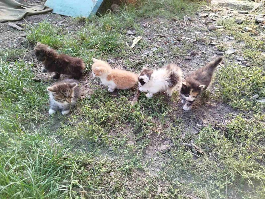 віддам кошенят,вік 1,5 місяці