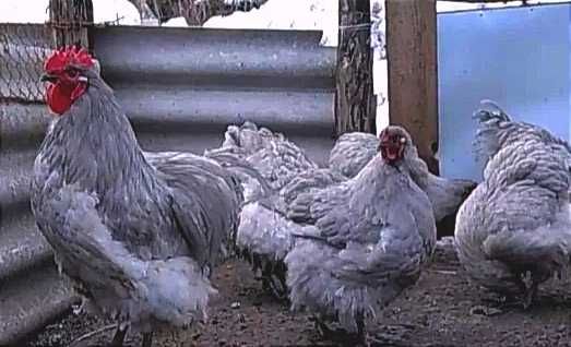 Инкубационное яйцо от кур Орпингтон Лаванда