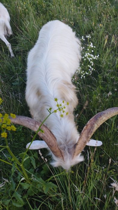 Продам козла хорошей породи