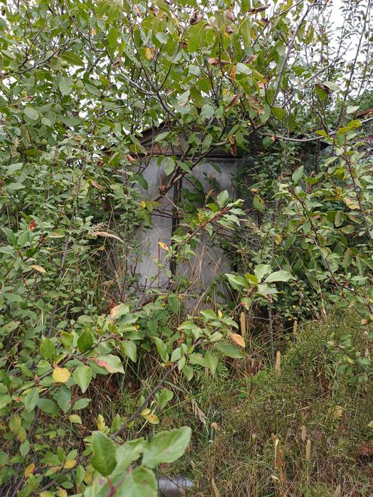 Продам Дачу в Березанке,,Полісянка".Торг.