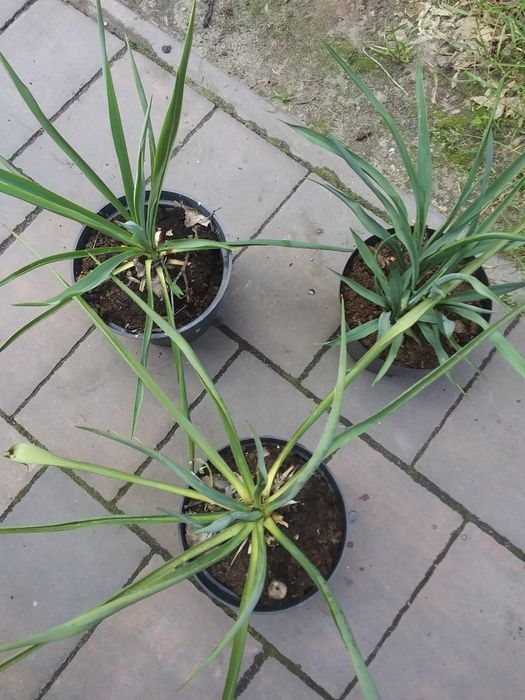 Sprzedam Juki Ogrodowe