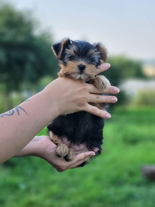 Маленькі супутники великого серця. Йорк
