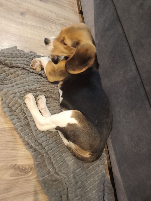 Beagle Szczenięta Rodowodowe