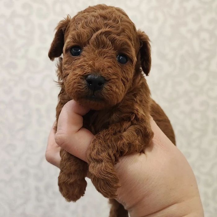 Неймовірно Ізабелла дівчинка редбраун