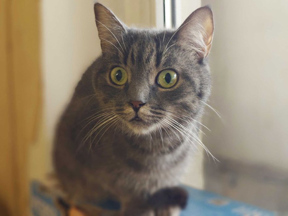 Блакитно-сіра киця Грушка шукає затишний дім / 1,5р кішка кошеня кіт