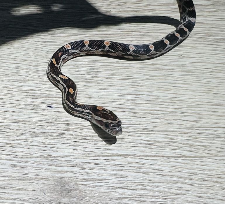 Wąż zbożowy z wyposażeniem