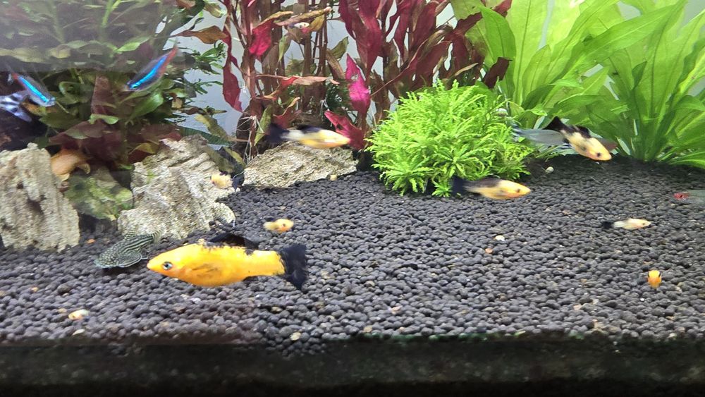 Molly leopardo varios tamanhos