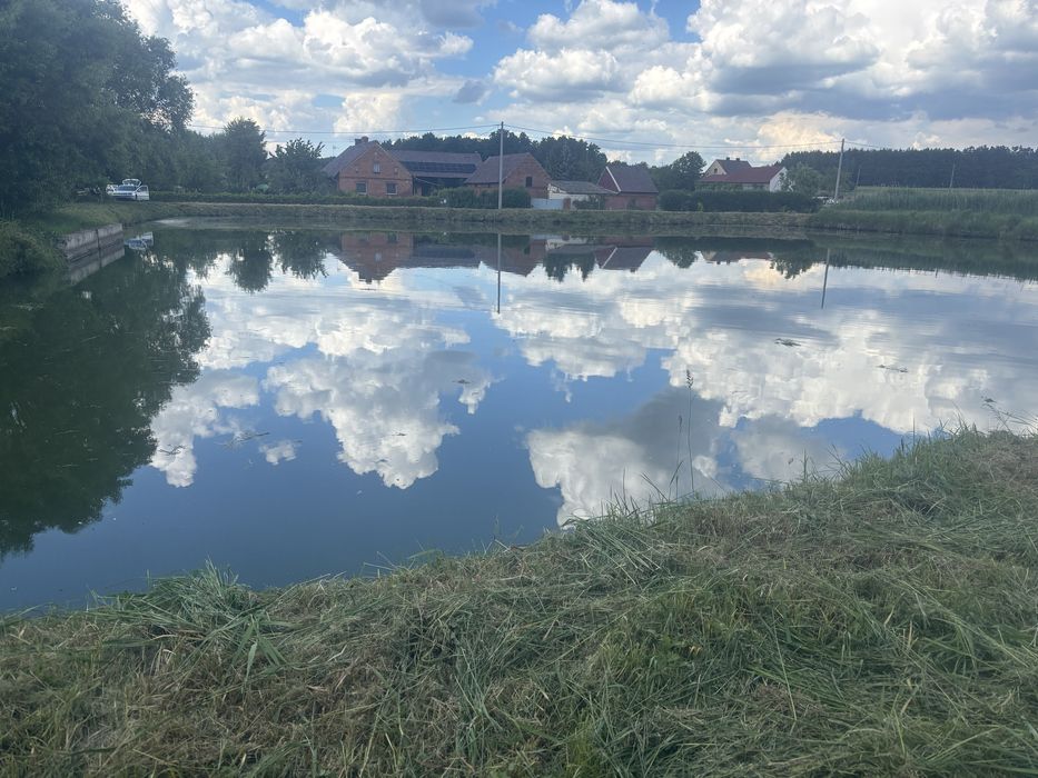 STAW 40 arow  zarybiony komercja
