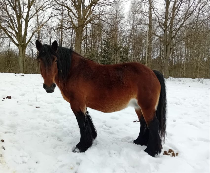 Sprzedam klacz rasy Arden Polski