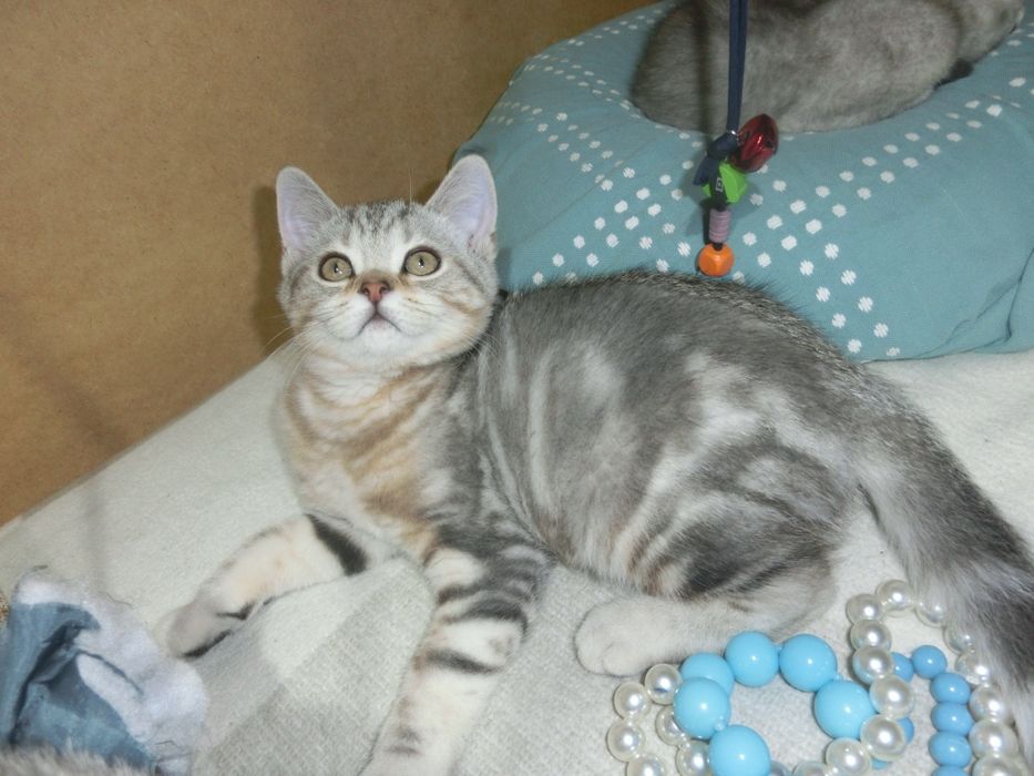 Чистокровні шотландські котята