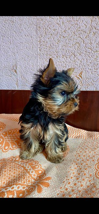 Щенки Йоркширских терьеров. 4500 грн. Каменское (Днепродзержинск)