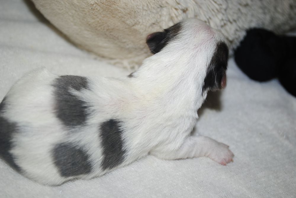 Кольорові йорки мерле та ч/б с документами клуба