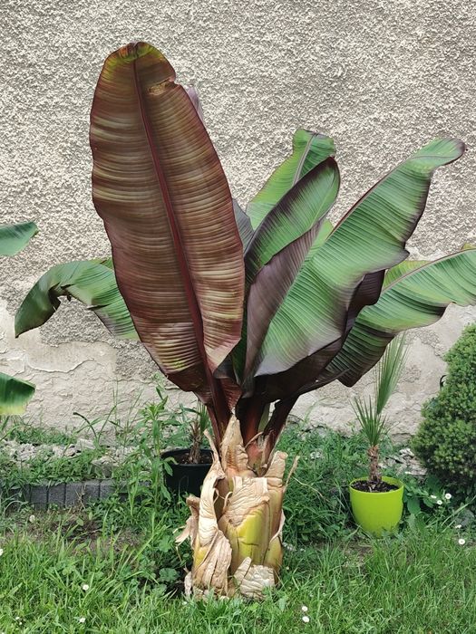 Bananowiec abisyński maurelli