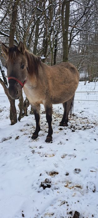 Klacze programowe Konika Polskiego