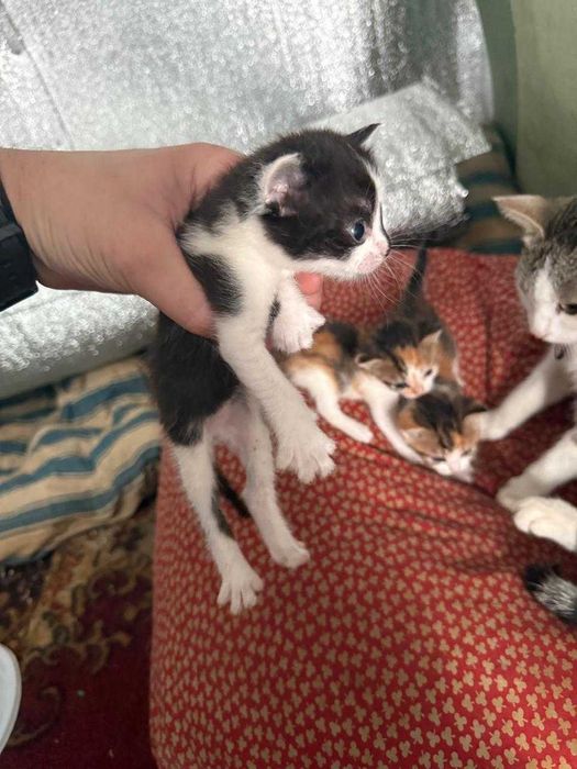Коти Ізюм віддам в добрі руки