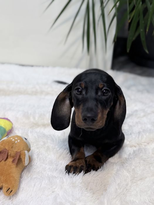 Teckel excelente e lindo machinho