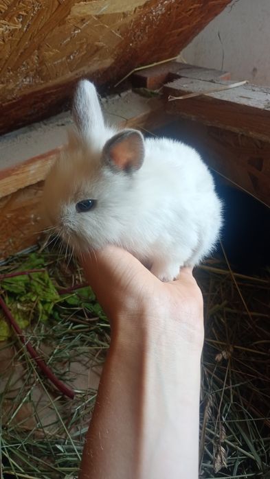 Królik miniaturka