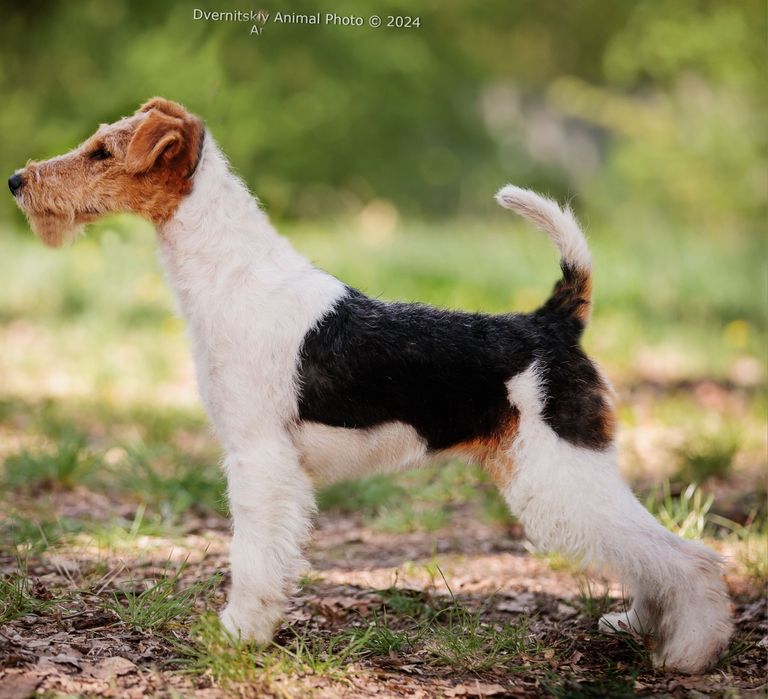 Фокстерєр щенятко