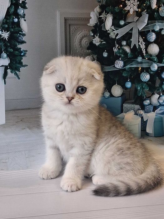 Клубний віслоухий красунчик