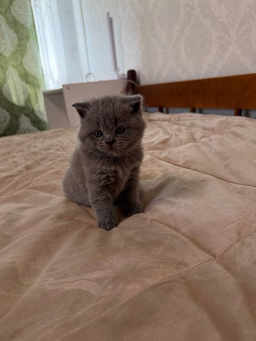 Шотландські кошенята висловухі та прямовухі Продаються маленькі шотландські кошенята  Є висловухі та прямовухі