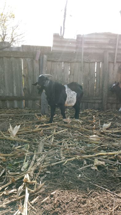 Козел двухлетка продам