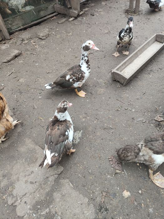 Індоутки, індоутаки