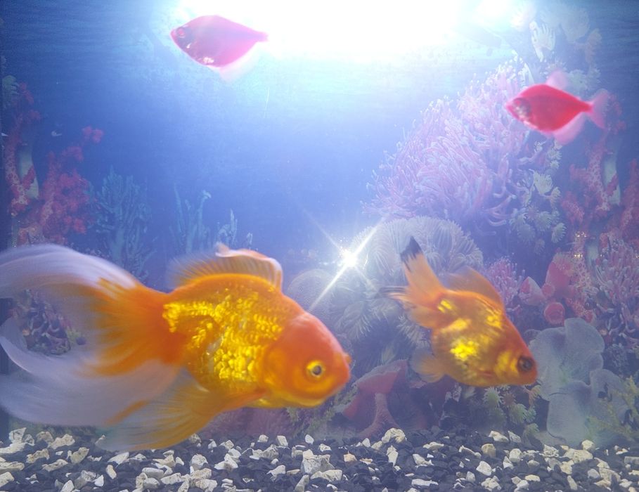 Продам Аквариум. Самовывоз