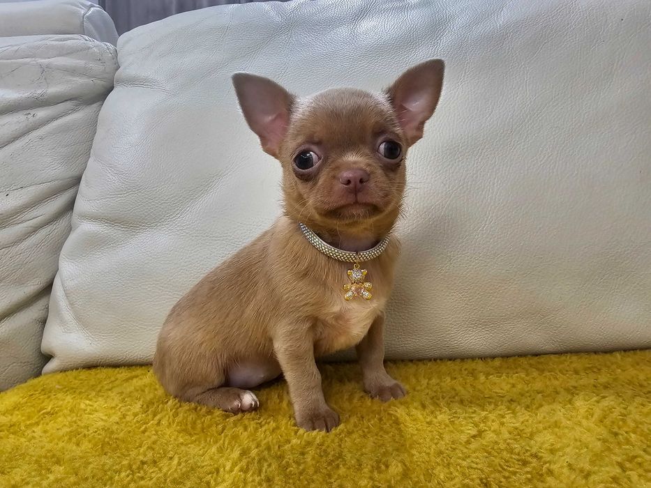 Isabellowa malutka chihuahua