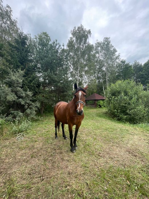 Продається робоча кобила, 7 років