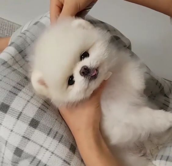 Мімі_мішкі зі Львова