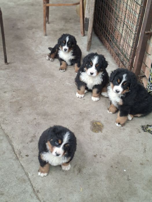 Продам цуценят Бернського Зенненхунда