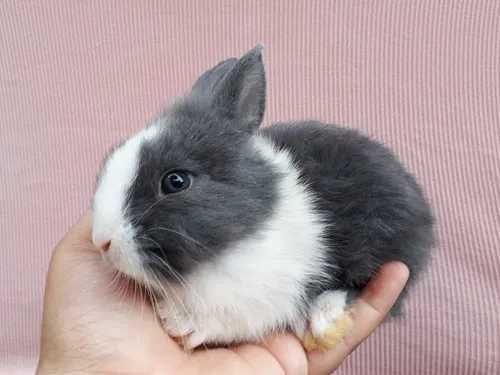 Coelhos anões teddy, mini hôlandes, mini toy, KIT completo