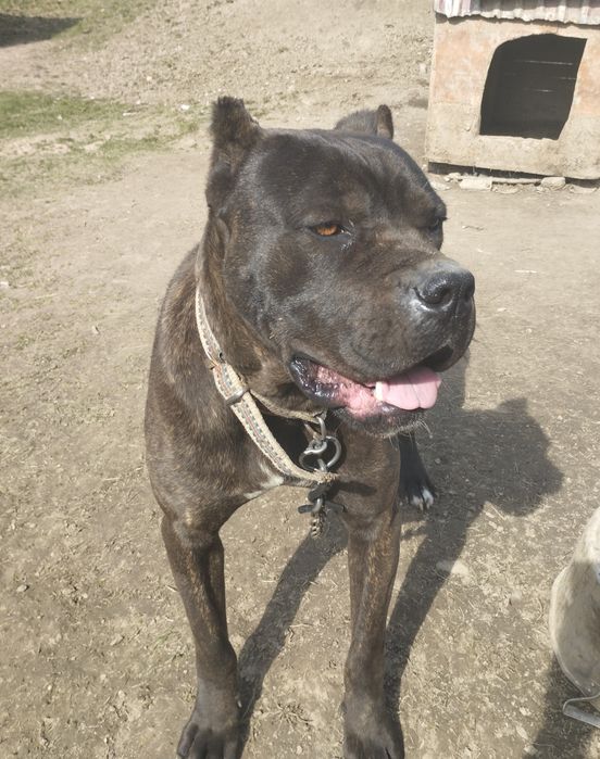 Продам Кане Корсо