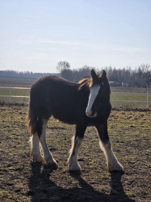 Shire Ogierek 10 miesięcy